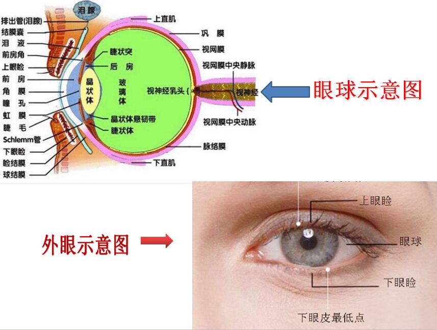 认识我们的眼睛